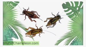 Gut - Zazzle Hipster-panda-bärn-tier Ipad Hülle