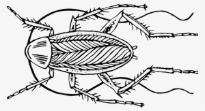 Image Library Stock Bugs Drawing Hole - Cockroach (color: Royal Blue, Fit Type: Women, Size: