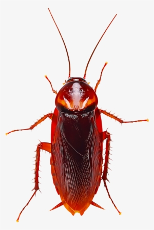 Several Species Of Cockroaches Are Found In Different - German American Cockroach