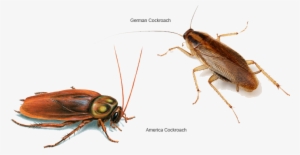 Cockroaches - Insects 400 Million Years Ago