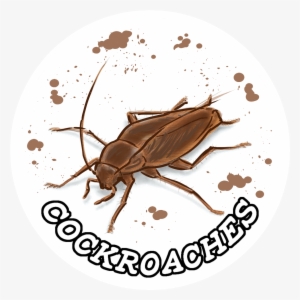 Cockroaches Named Variant - Weevil