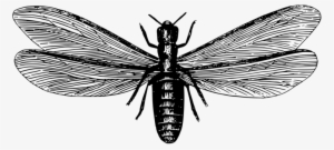 Ants And Termites Ants And Termites Pest Control - Flying Termites Png