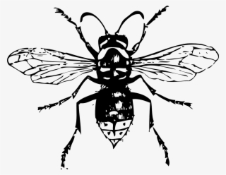 Free Bald Faced Hornet - Black Hornet By Rob Sinclair