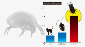 Dust Mites Are Main Caouse Of Allergy - Dust Mite Length
