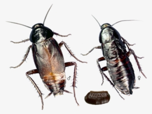 Oriental-roach - Oriental Cockroach