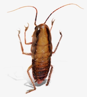 Cockroach