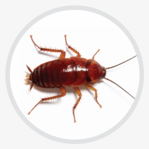 Outdoor Cockroaches/sewer And Oriental Cockroaches - Cockroach