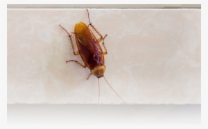 Locally Owned And Operated - Cockroach