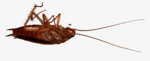 Ant - Madagascar Hissing Cockroach