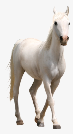 White Horse Png Three Transprent Photo - Horse Png