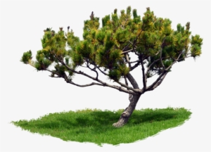 Park Trees Png Graphic Transparent Stock - Tree