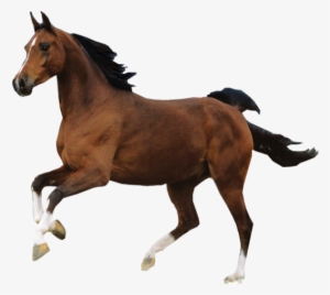 White Horse Png Images - Horse Psd