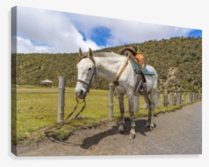 White Horse Tied Up At Cotopaxi National Park Ecuador - Zazzle Weißes Pferd Oben Gebunden An Nationalpark Poster