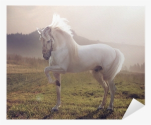 Descargar Imagenes De Caballos Blancos