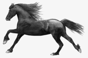 I Have A Picture Of Two Horses And The Number - Horse