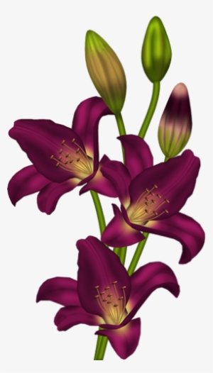 Tubes Fleurs - Page - Clip Art Flower Stargazer