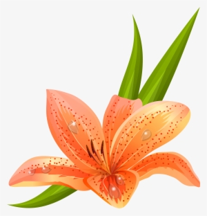 Orange Lilium Png Clipart Picture