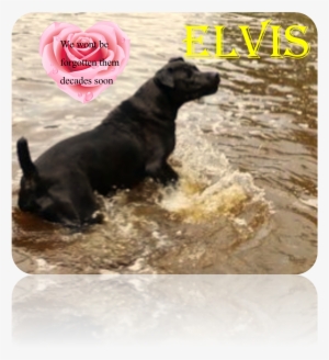 Love Elvis - Dog Catches Something