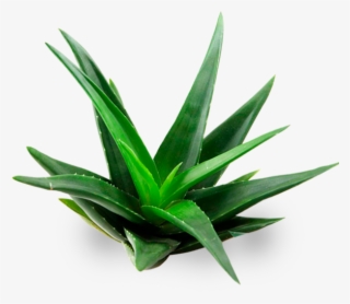 Aloe Vera A Domicilio - Aloe Png