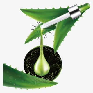 Aloe Vera Consumption Increases Vitamin Bioavailability - สาร สกัด จาก ว่า น หางจระเข้
