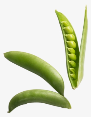 Peas - Illustration