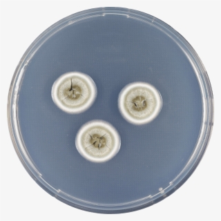 Aspergillus Flavipes Cya - Circle
