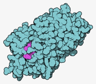 Thyroxine-binding Globulin 2ceo - Thyroxine Binding Globulin
