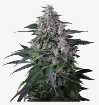 Karel's Haze Regular Seeds - Houseplant