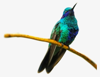 Tourism - Que Animales Viven En El Piso Termico Calido