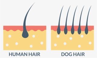 Human Hair Vs Dog Hair - Graphic Design