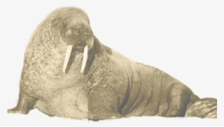 Walrus Clipart Transparent - Walrus