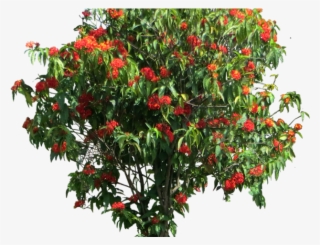 Shrub Clipart Elevation Png - Ixora Png