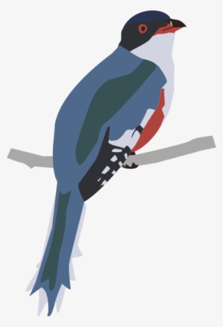 500 X 733 1 - Acorn Woodpecker