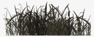 Swamp Grass 02 By Wolverine04 - Swamp Png