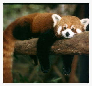 Screen 2 On Flowvella - Red Fox Looking Animal