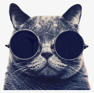 Download - Hd British Shorthair
