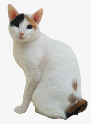 Japanese Bobtail