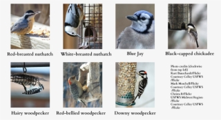 Larry Weber's Feeling A Little Blue That The Lack Of - Blue Jay