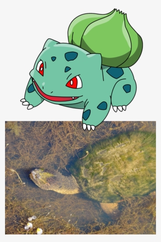 A Snapping Turtle Bearing A Growth Of Algae Is One - Pokemon Water Turtle