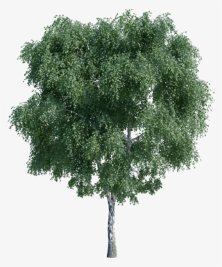 Pond Pine