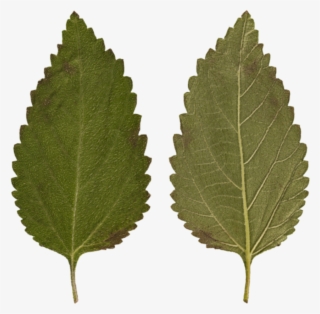 Leaf - Canoe Birch