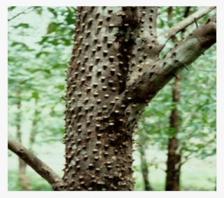 Nailing Method - Pond Pine