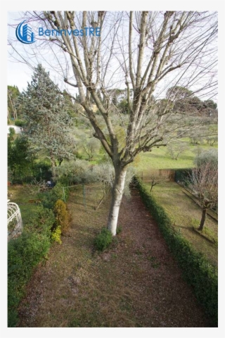 Foto/1442544f 714773 Vendita Appartamento Firenze Zona - Canoe Birch