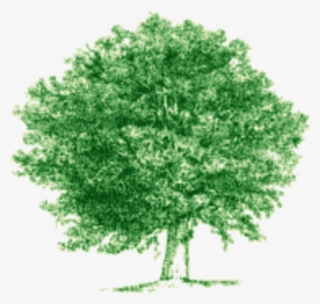 Broomhill Tree Services - Arbre Png