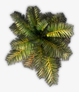 532k Small Palm Jcd G 06 Feb 2009 - Roystonea