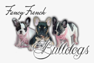 Fancy French Bulldogs - French Bulldog