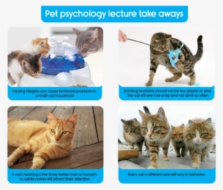 Pet Lecture2 Page 3 - Cat Gang War