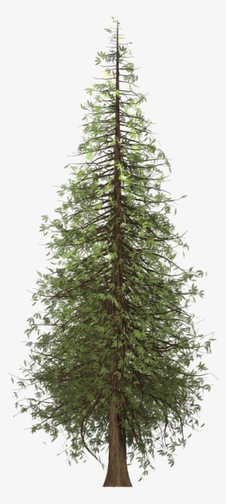 Cropped Redwood 2086209 1920 1 - Plastgran Som Ser Äkta Ut