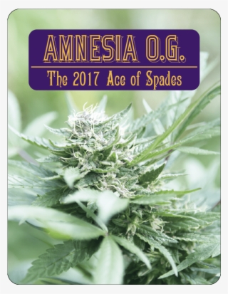 7 Aces Seeds Amnesia - Book