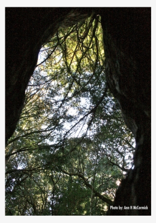 Inside Tree Cave - Redwood